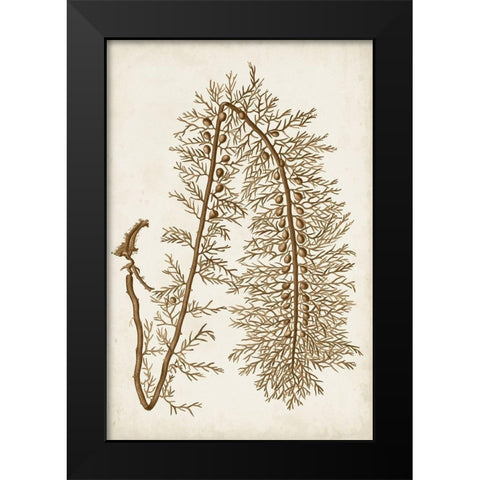 Sepia Seaweed VI Black Modern Wood Framed Art Print by Vision Studio