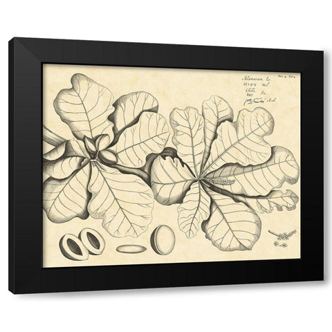 Vintage Leaf Study I Black Modern Wood Framed Art Print by Von Drakenstein, H.