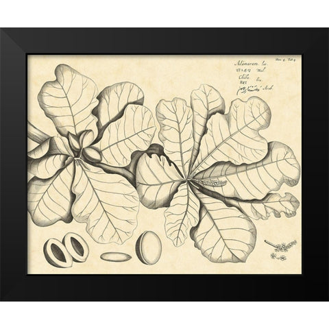 Vintage Leaf Study I Black Modern Wood Framed Art Print by Von Drakenstein, H.