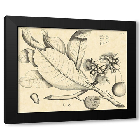 Vintage Leaf Study II Black Modern Wood Framed Art Print with Double Matting by Von Drakenstein, H.