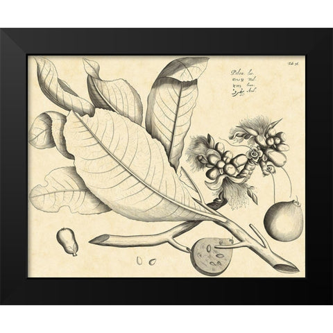 Vintage Leaf Study II Black Modern Wood Framed Art Print by Von Drakenstein, H.