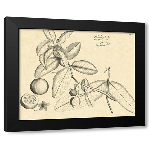 Vintage Leaf Study III Black Modern Wood Framed Art Print by Von Drakenstein, H.
