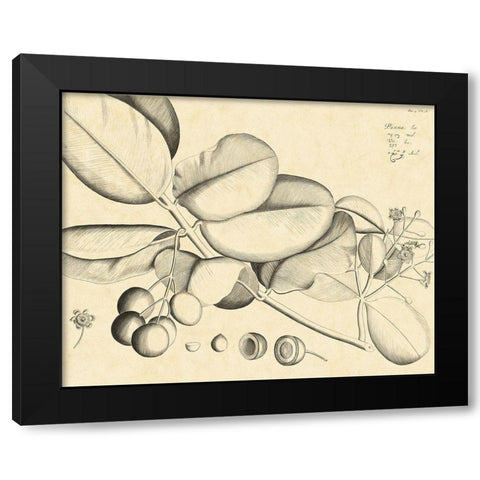 Vintage Leaf Study IV Black Modern Wood Framed Art Print by Von Drakenstein, H.