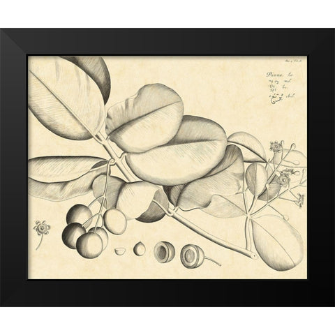 Vintage Leaf Study IV Black Modern Wood Framed Art Print by Von Drakenstein, H.