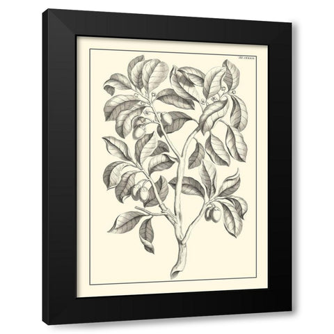 Non-Embellished Antique Foliage I Black Modern Wood Framed Art Print with Double Matting by Buchoz, Pierre Josep