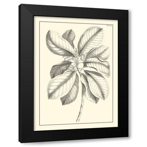 Non-Embellished Antique Foliage II Black Modern Wood Framed Art Print with Double Matting by Buchoz, Pierre Josep