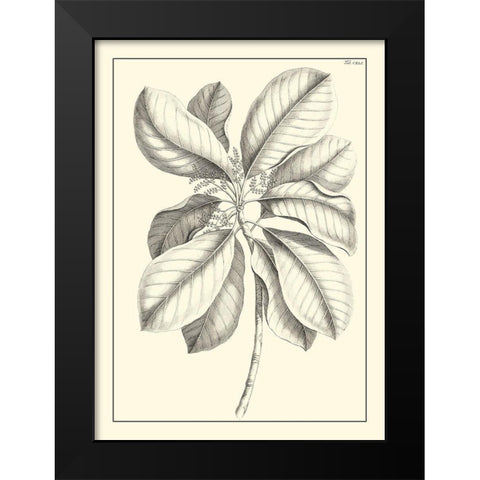 Non-Embellished Antique Foliage II Black Modern Wood Framed Art Print by Buchoz, Pierre Josep