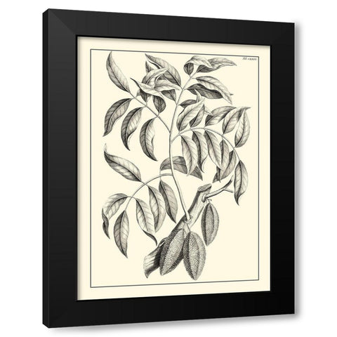 Non-Embellished Antique Foliage III Black Modern Wood Framed Art Print with Double Matting by Buchoz, Pierre Josep