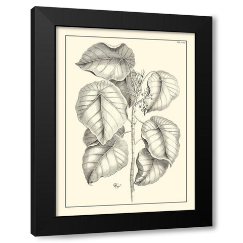 Non-Embellished Antique Foliage IV Black Modern Wood Framed Art Print with Double Matting by Buchoz, Pierre Josep