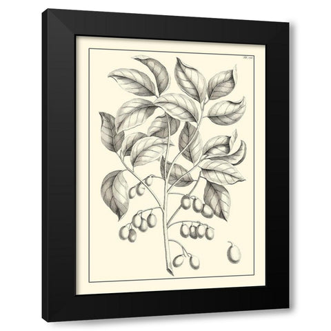 Non-Embellished Antique Foliage V Black Modern Wood Framed Art Print with Double Matting by Buchoz, Pierre Josep