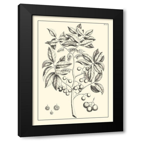 Non-Embellished Antique Foliage VI Black Modern Wood Framed Art Print by Buchoz, Pierre Josep