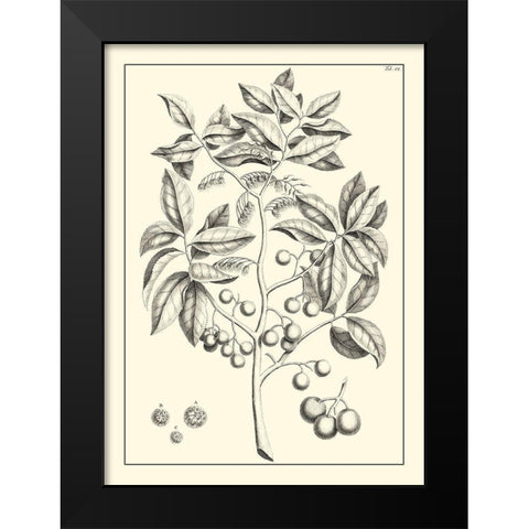 Non-Embellished Antique Foliage VI Black Modern Wood Framed Art Print by Buchoz, Pierre Josep
