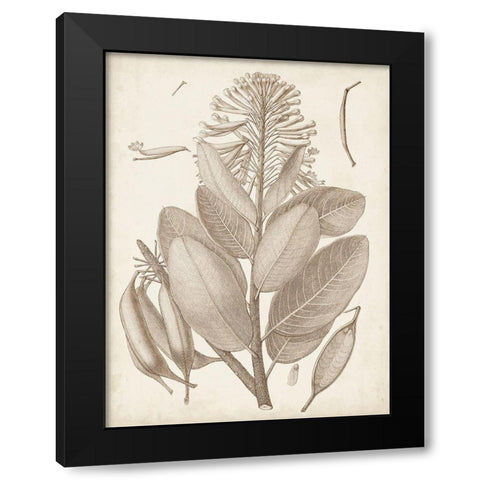 Sepia Exotic Plants I Black Modern Wood Framed Art Print with Double Matting by Vision Studio