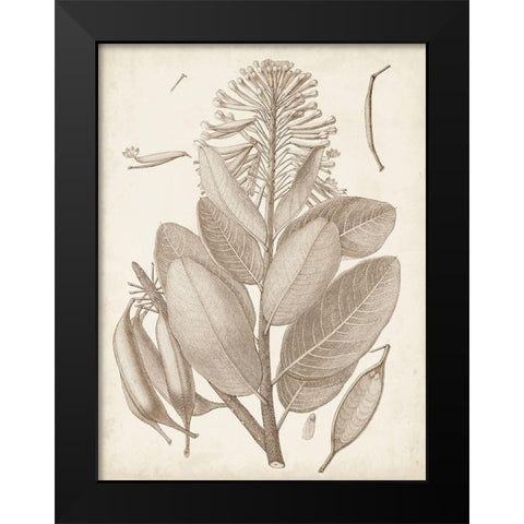 Sepia Exotic Plants I Black Modern Wood Framed Art Print by Vision Studio