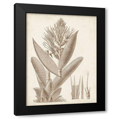 Sepia Exotic Plants II Black Modern Wood Framed Art Print with Double Matting by Vision Studio