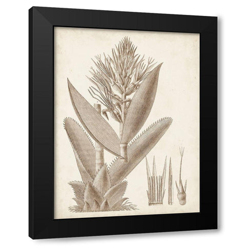 Sepia Exotic Plants II Black Modern Wood Framed Art Print by Vision Studio