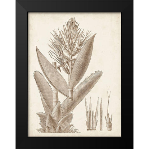 Sepia Exotic Plants II Black Modern Wood Framed Art Print by Vision Studio