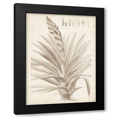 Sepia Exotic Plants III Black Modern Wood Framed Art Print with Double Matting by Vision Studio