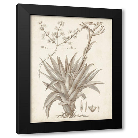 Sepia Exotic Plants IV Black Modern Wood Framed Art Print by Vision Studio