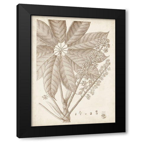 Sepia Exotic Plants V Black Modern Wood Framed Art Print with Double Matting by Vision Studio