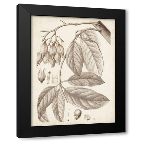 Sepia Exotic Plants VI Black Modern Wood Framed Art Print with Double Matting by Vision Studio