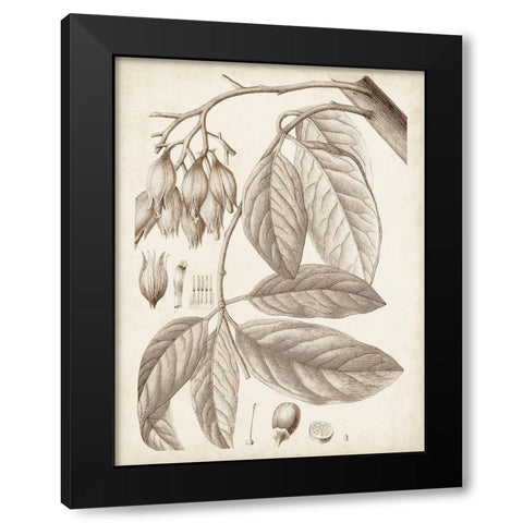 Sepia Exotic Plants VI Black Modern Wood Framed Art Print by Vision Studio