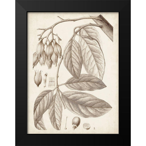 Sepia Exotic Plants VI Black Modern Wood Framed Art Print by Vision Studio
