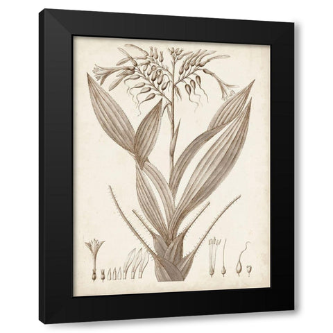 Sepia Exotic Plants VII Black Modern Wood Framed Art Print with Double Matting by Vision Studio