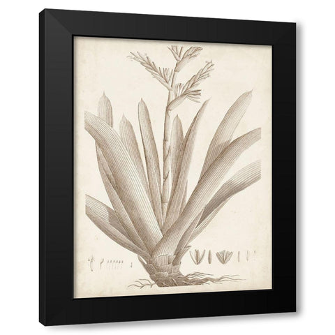 Sepia Exotic Plants VIII Black Modern Wood Framed Art Print by Vision Studio