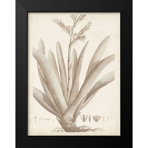 Sepia Exotic Plants VIII Black Modern Wood Framed Art Print by Vision Studio