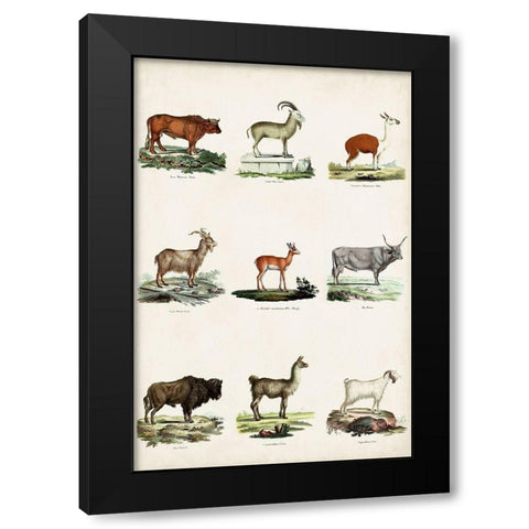 Antique Animal Chart I Black Modern Wood Framed Art Print with Double Matting by Vision Studio