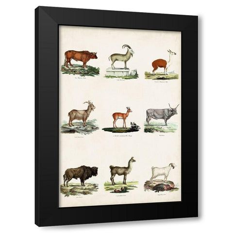 Antique Animal Chart I Black Modern Wood Framed Art Print by Vision Studio