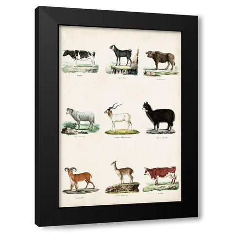 Antique Animal Chart II Black Modern Wood Framed Art Print with Double Matting by Vision Studio