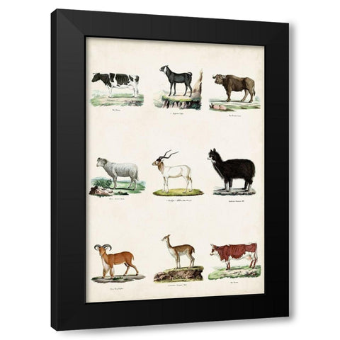 Antique Animal Chart II Black Modern Wood Framed Art Print by Vision Studio