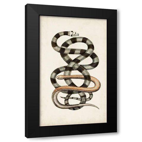 Antique Snakes I Black Modern Wood Framed Art Print with Double Matting by Vision Studio