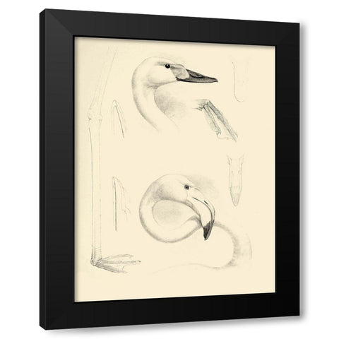 Waterbird Sketchbook II Black Modern Wood Framed Art Print with Double Matting by Vision Studio