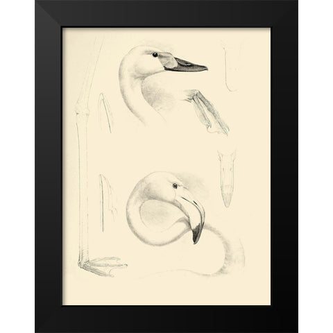 Waterbird Sketchbook II Black Modern Wood Framed Art Print by Vision Studio