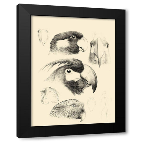 Waterbird Sketchbook III Black Modern Wood Framed Art Print with Double Matting by Vision Studio