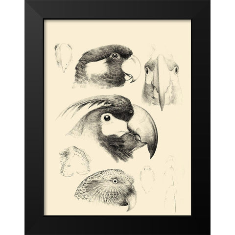 Waterbird Sketchbook III Black Modern Wood Framed Art Print by Vision Studio