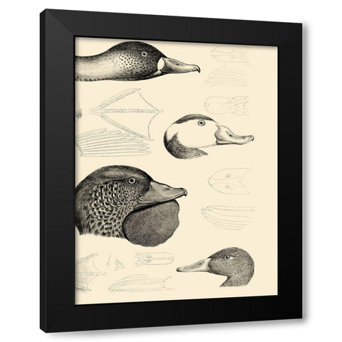 Waterbird Sketchbook IV Black Modern Wood Framed Art Print by Vision Studio