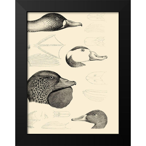 Waterbird Sketchbook IV Black Modern Wood Framed Art Print by Vision Studio