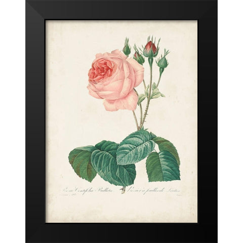 Vintage Redoute Roses I Black Modern Wood Framed Art Print by Redoute, Pierre