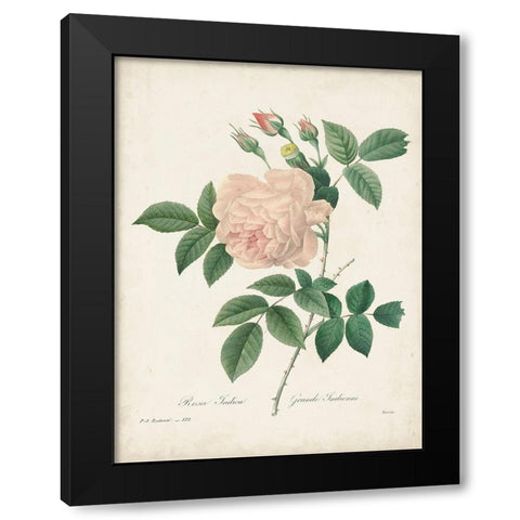 Vintage Redoute Roses II Black Modern Wood Framed Art Print with Double Matting by Redoute, Pierre
