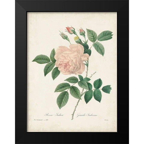Vintage Redoute Roses II Black Modern Wood Framed Art Print by Redoute, Pierre
