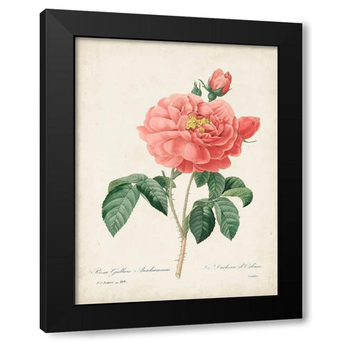 Vintage Redoute Roses III Black Modern Wood Framed Art Print by Redoute, Pierre