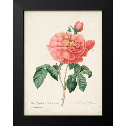 Vintage Redoute Roses III Black Modern Wood Framed Art Print by Redoute, Pierre