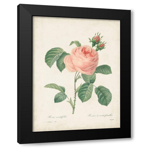 Vintage Redoute Roses IV Black Modern Wood Framed Art Print with Double Matting by Redoute, Pierre