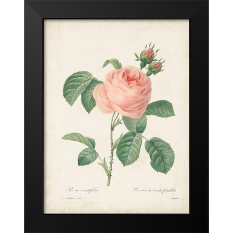 Vintage Redoute Roses IV Black Modern Wood Framed Art Print by Redoute, Pierre