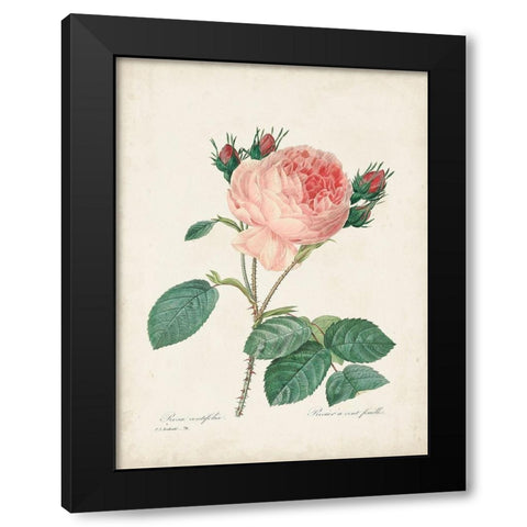 Vintage Redoute Roses V Black Modern Wood Framed Art Print by Redoute, Pierre