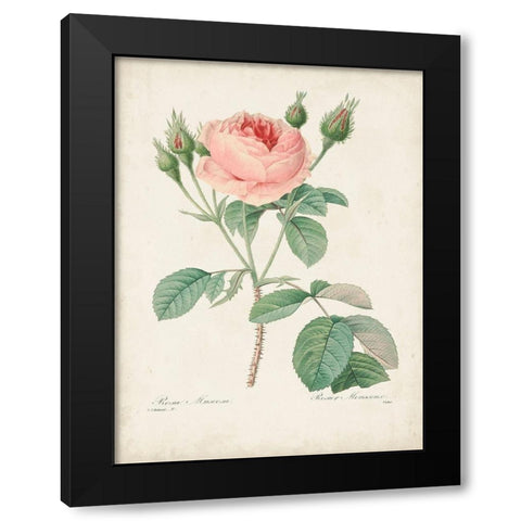 Vintage Redoute Roses VI Black Modern Wood Framed Art Print by Redoute, Pierre